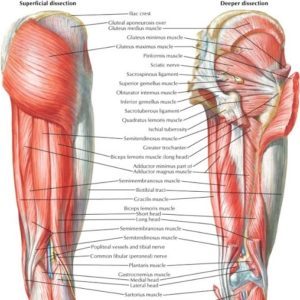 Anatomy of Hamstrings